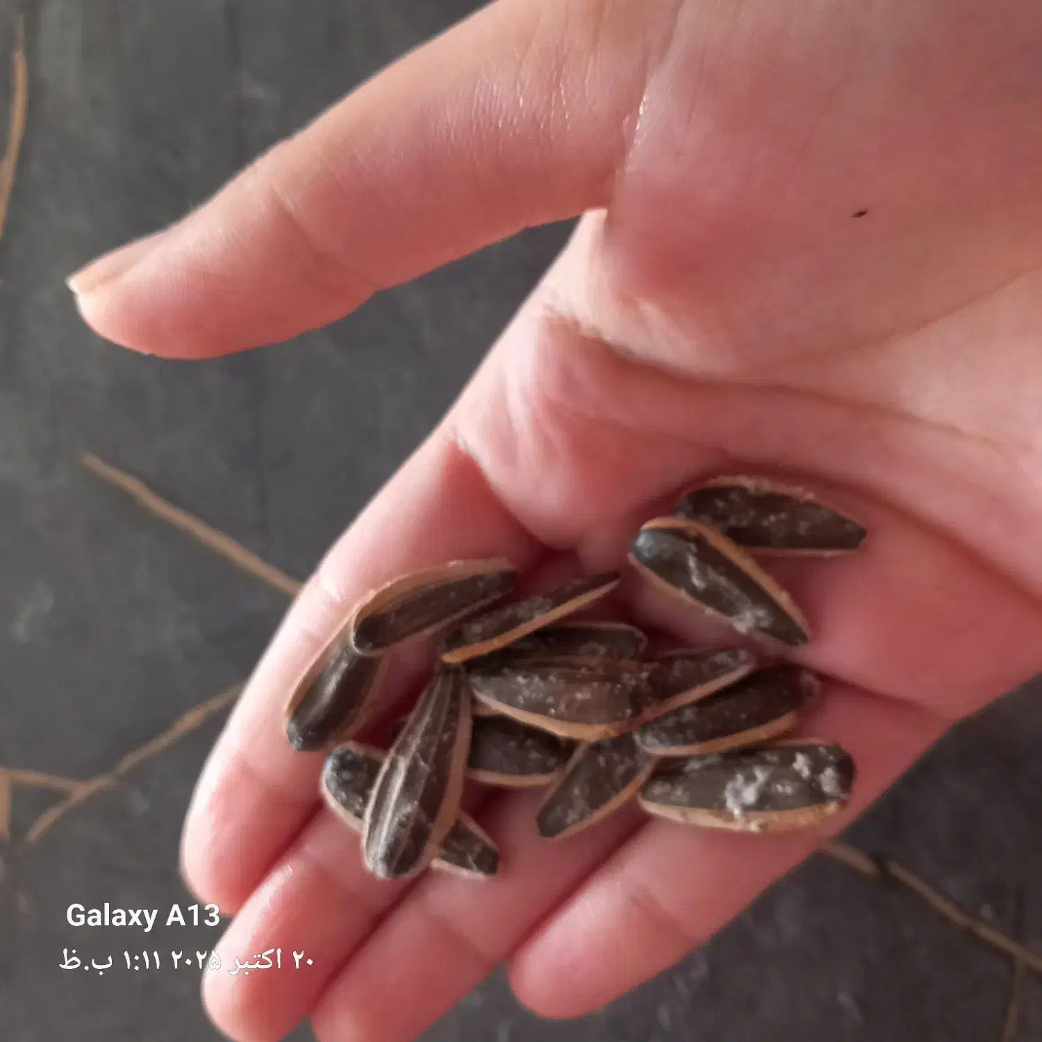 تخمه امسالی فروشی خام وتفت داده فریمان|خوردنی و آشامیدنی|فریمان, |دیوار