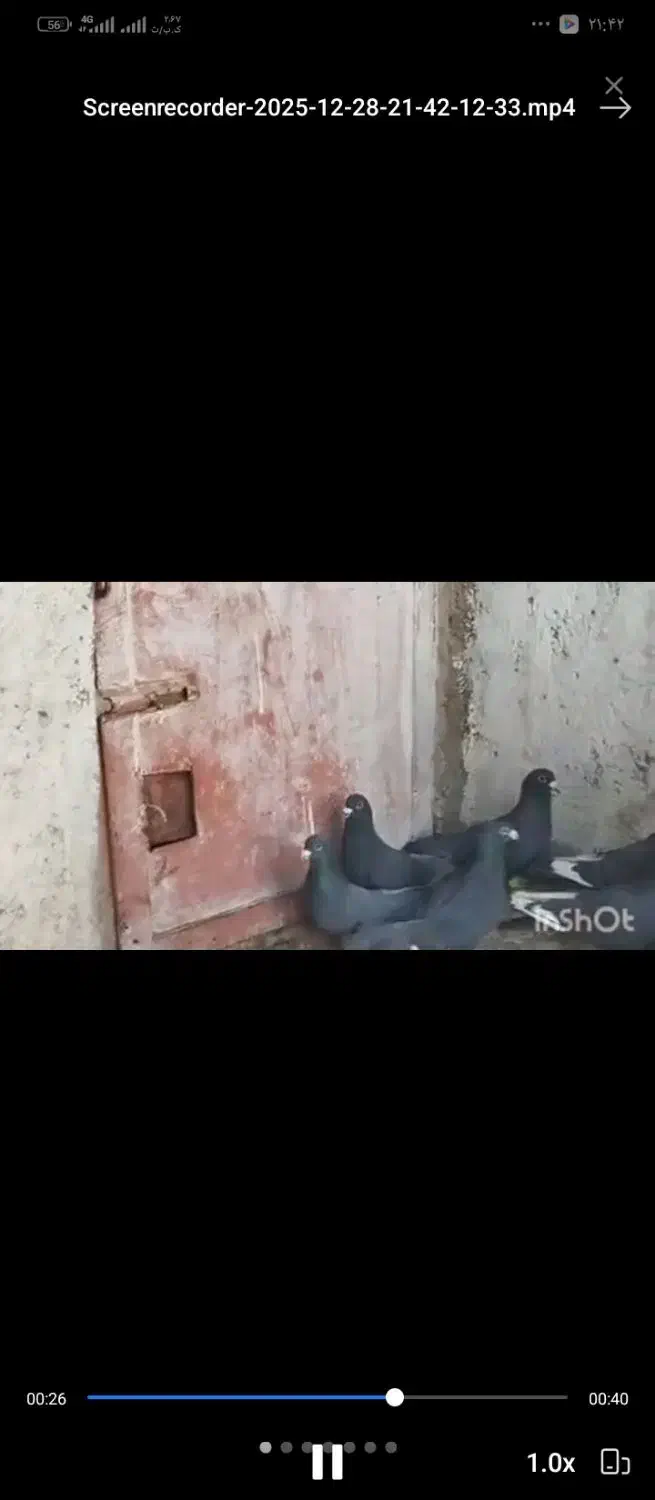 12.000.000|پرنده|زهک, |دیوار