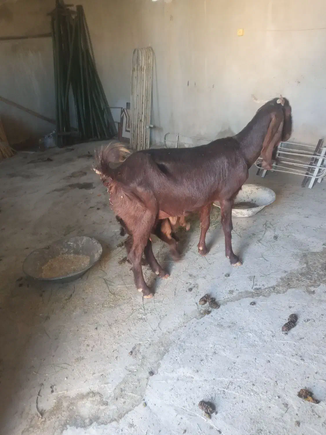 بز دوقلو|حیوانات مزرعه|سیوان, |دیوار