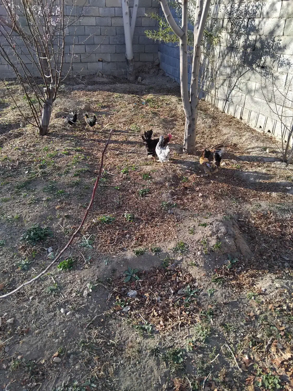 مرغ|حیوانات مزرعه|مبارکه, |دیوار