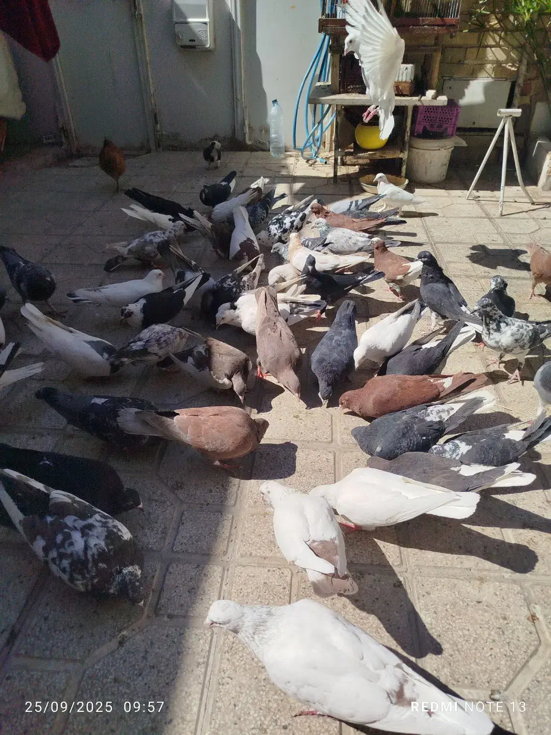 سلام‌‌تعدای‌کبوتر‌شهری‌پلاکی‌بهبانی‌نر‌ماده|پرنده|شیراز, نیستان|دیوار