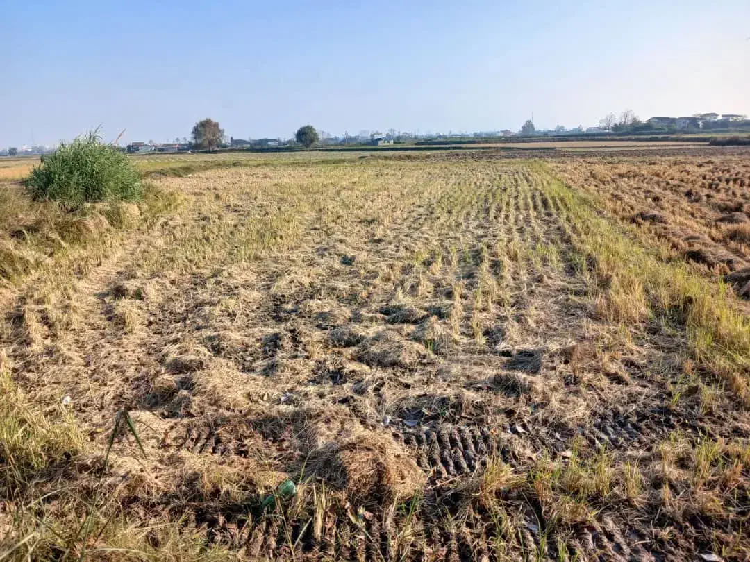 زمین باغ|فروش زمین و ملک کلنگی|دابودشت, |دیوار