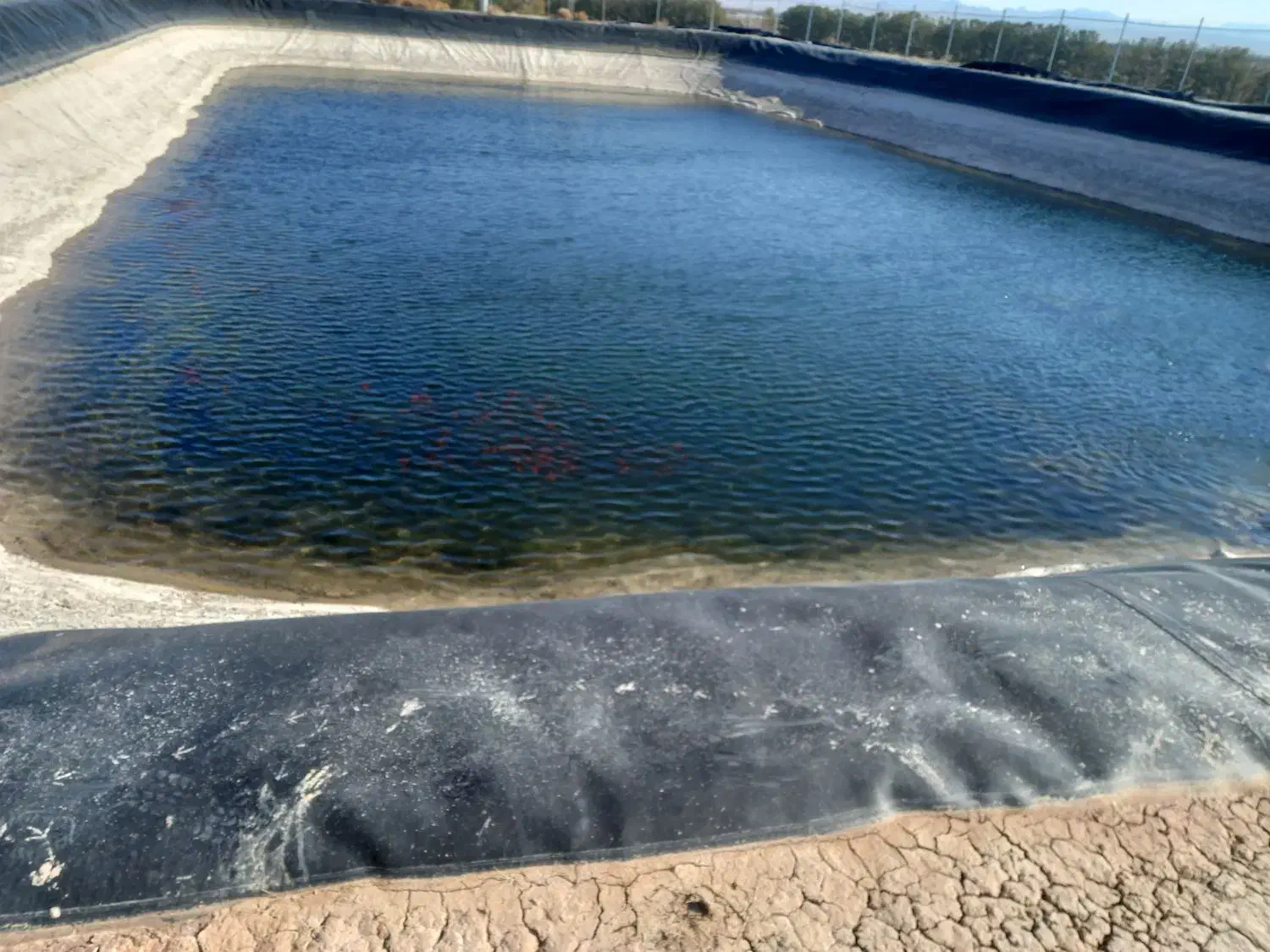 فروش ما هی،|ماهی|تربت‌حیدریه, پائین ولایت|دیوار