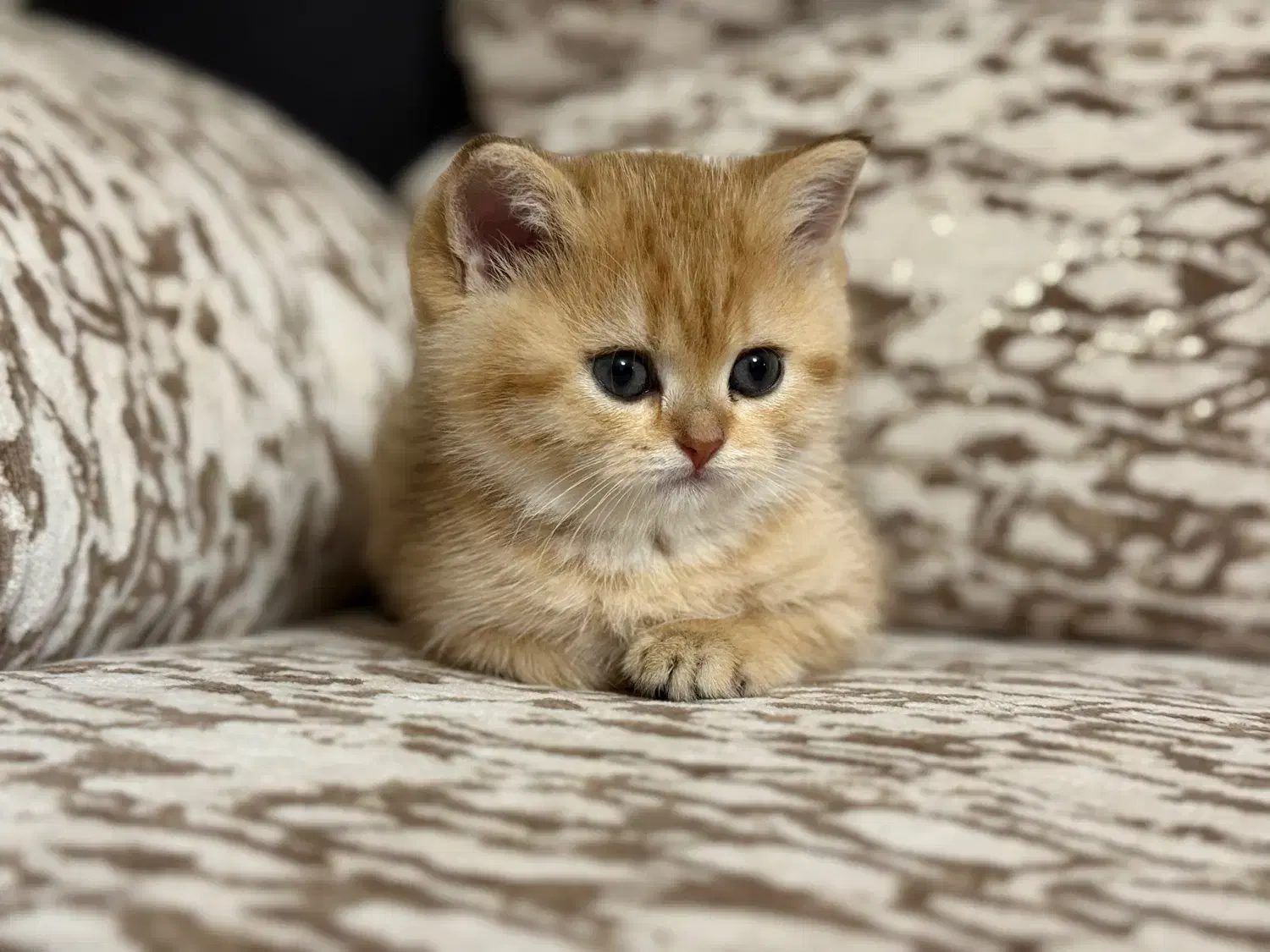 واگذاری گربه بریتیش|گربه|تبریز, |دیوار