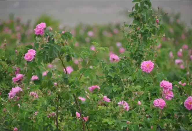 فروش گل محمدی بصورت شاخه ای|گل و گیاه طبیعی|باسمنج, |دیوار