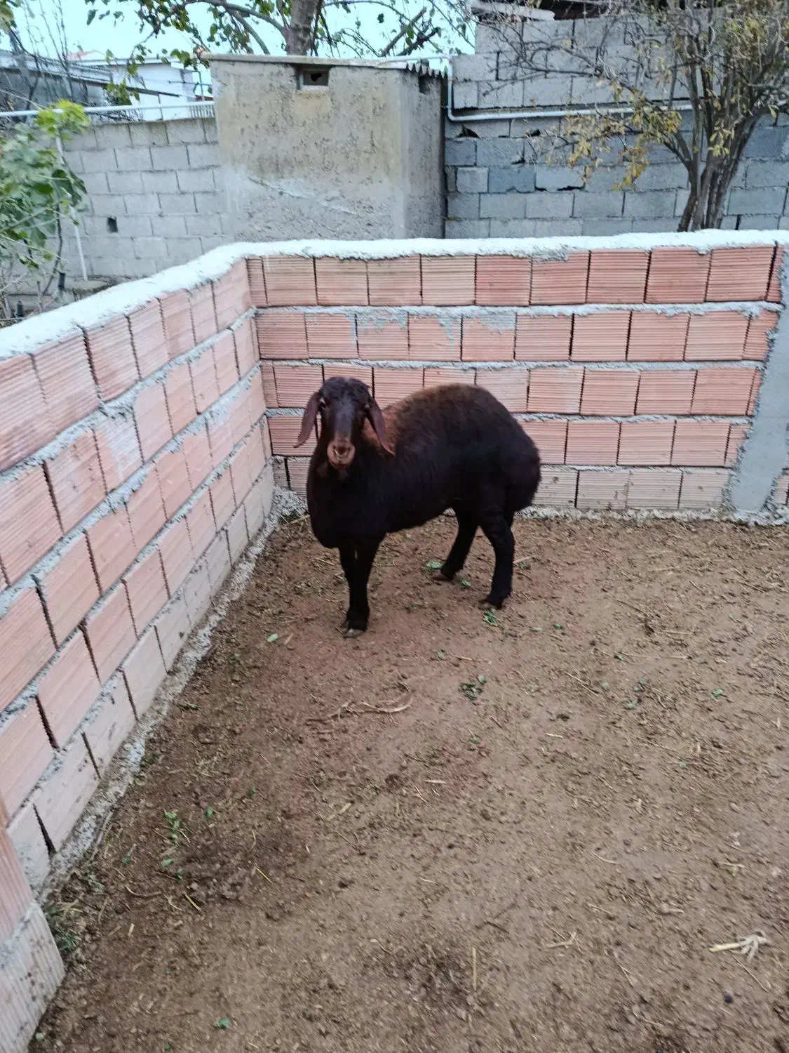 یک راس توقلی ماده بفروش می رسد|حیوانات مزرعه|سیمین شهر, |دیوار