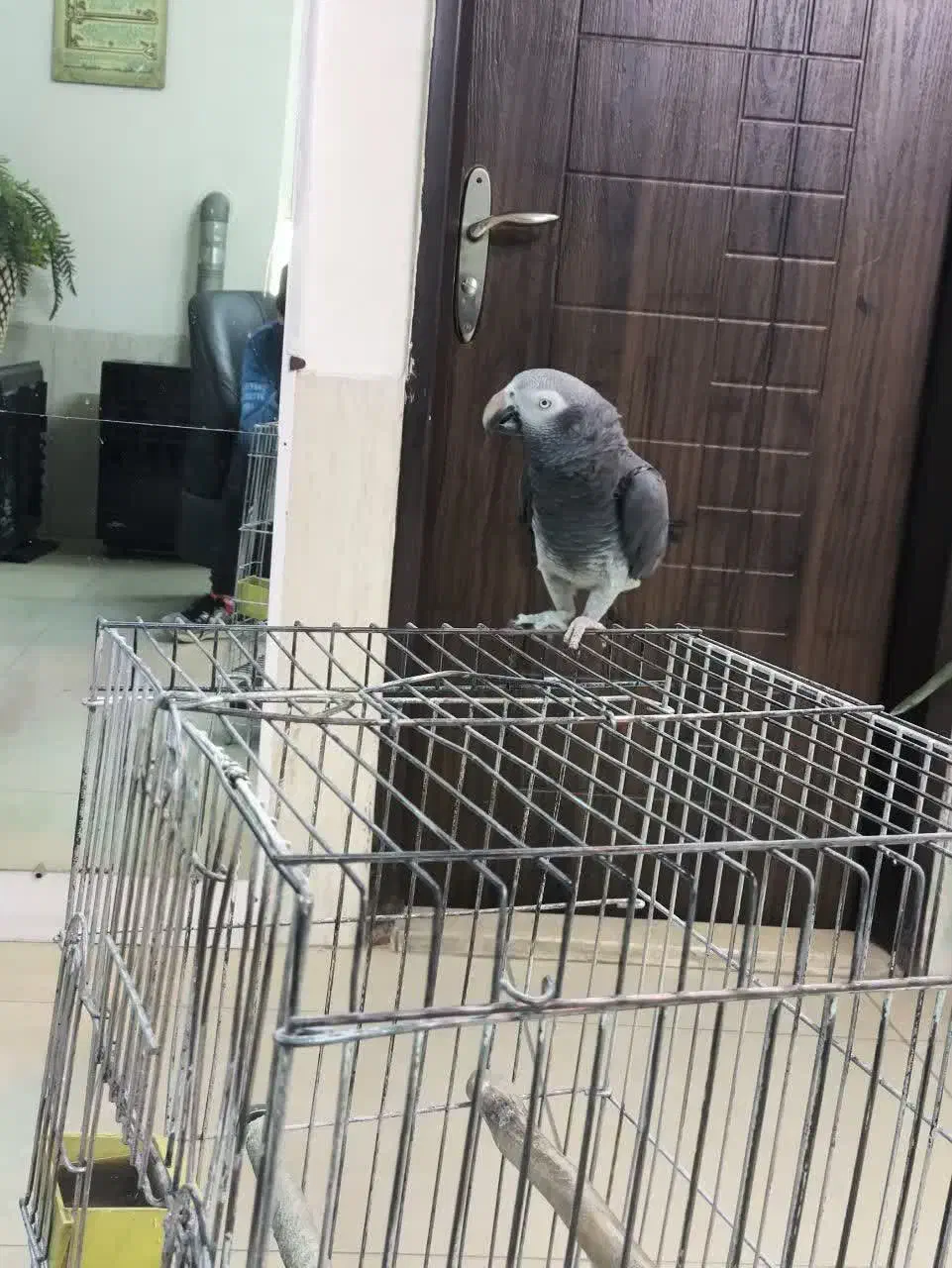 کاسکو|پرنده|مشهد, موسوی قوچانی|دیوار