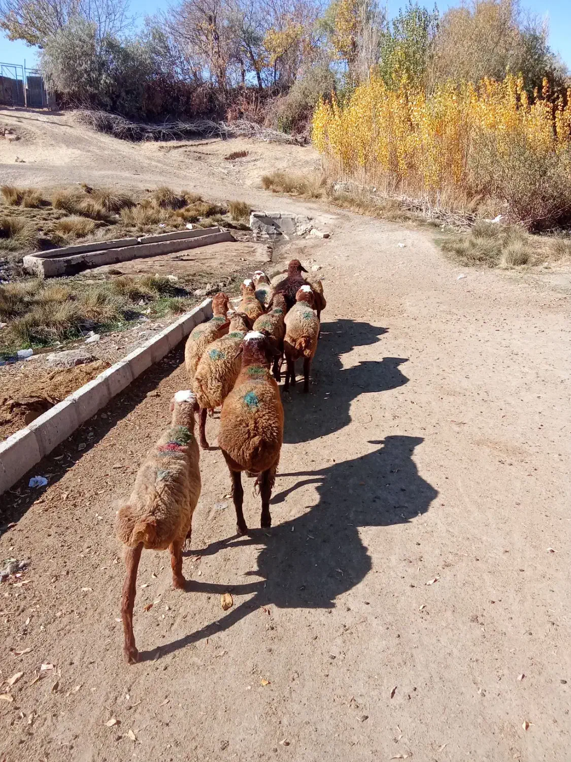 گوسفند داشتی|حیوانات مزرعه|بلبان آباد, |دیوار