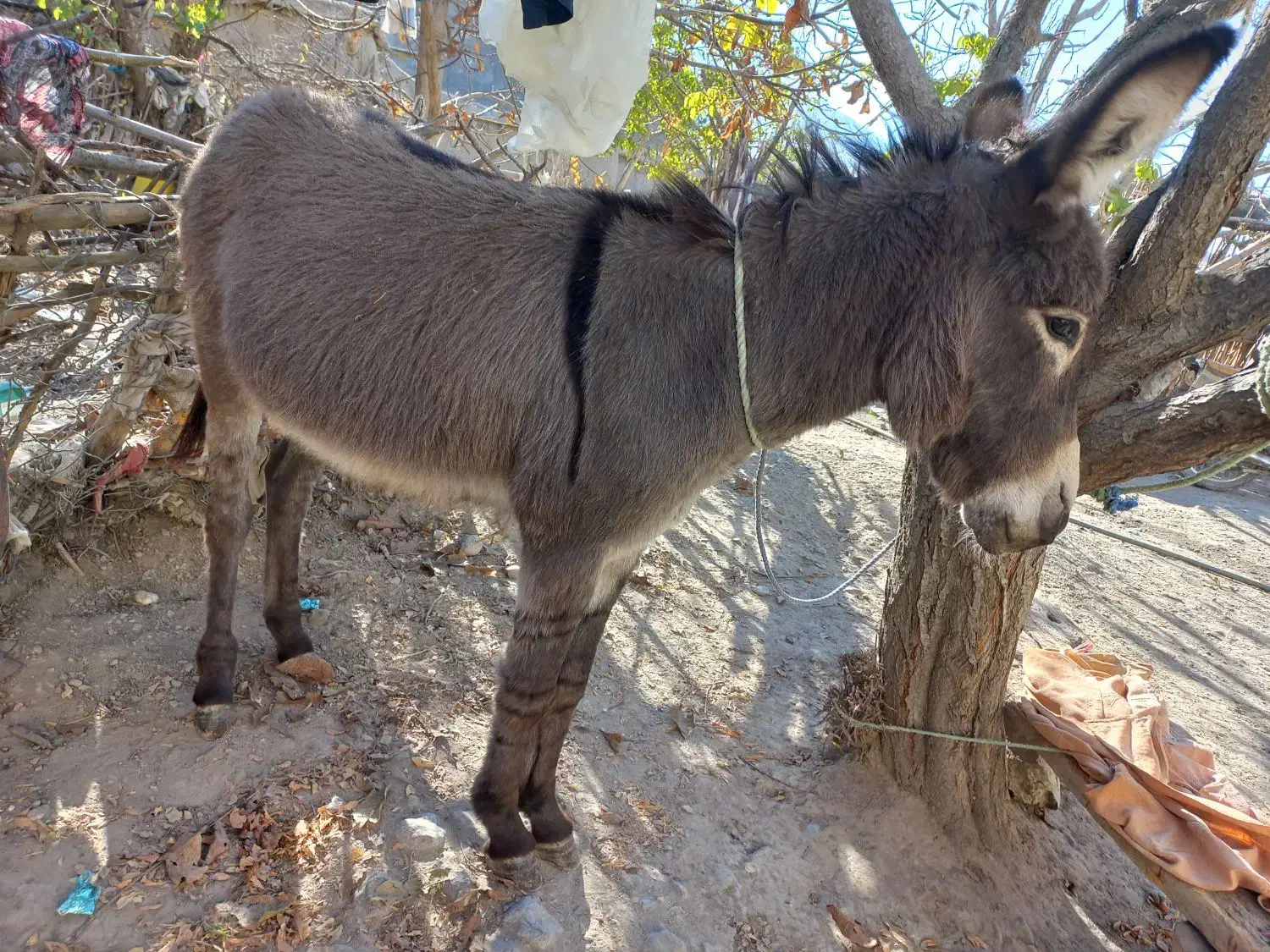 الاغ نر|حیوانات مزرعه|شیروان (خراسان), |دیوار