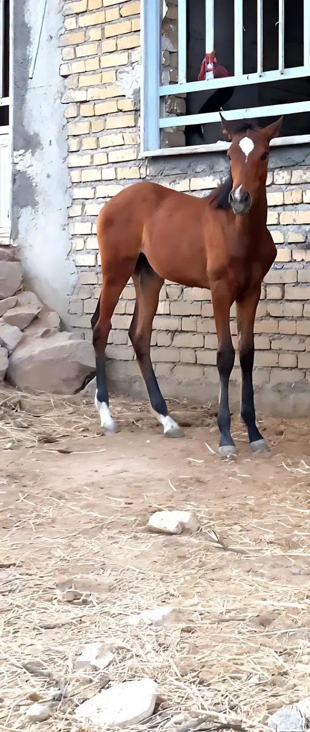 کره مادیون|اسب و تجهیزات اسبسواری|نهاوند, |دیوار