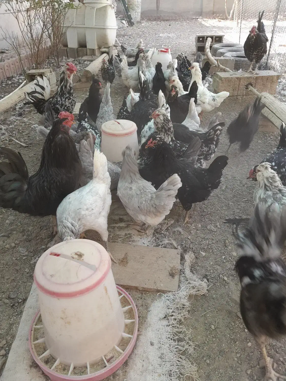 تخم مرغ نطفه دار گلین چهل تاج خال سوزنی وطوسی|حیوانات مزرعه|پاکدشت, پاکدشت (مامازند)|دیوار