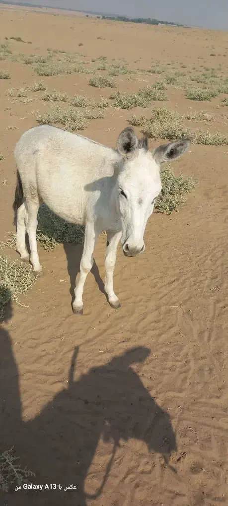 خر نر برای فروش|حیوانات مزرعه|باوی, |دیوار