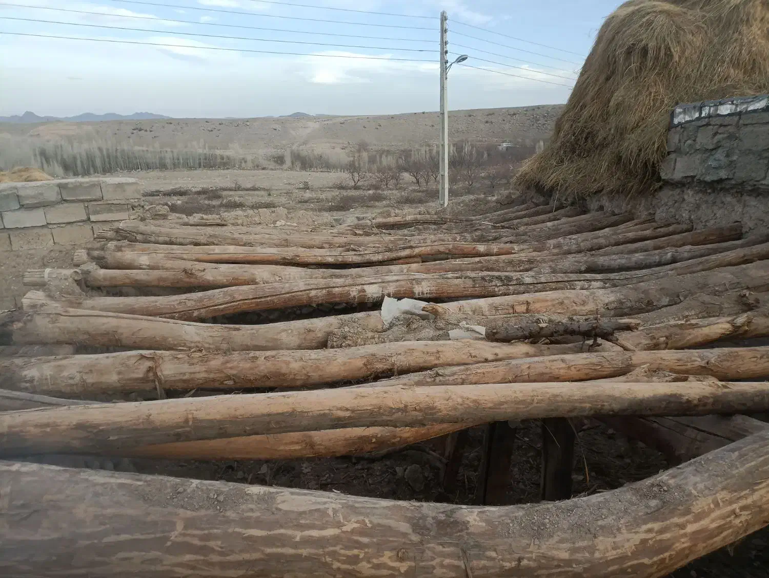 درخت دام|عمده‌فروشی|مشگین شهر, |دیوار