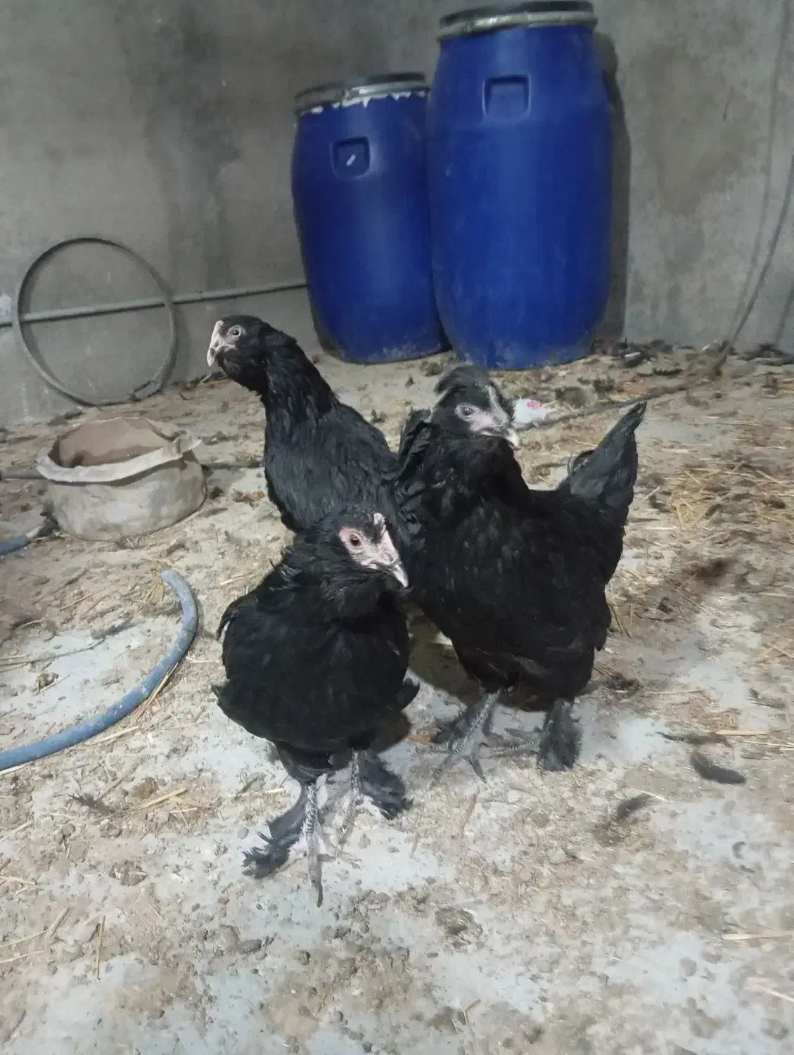 ۸تا نیمچه نزدیک تخم گذاری و یک خروس کاملا مشکی|حیوانات مزرعه|ورامین, ورامین|دیوار