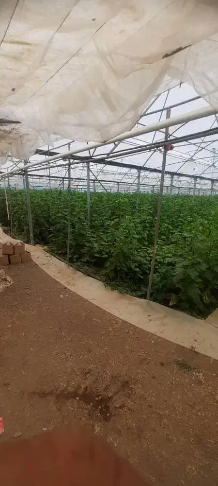 معاوضه و تهاتر ۷۵۰۰ متر زمین و ۲۵۰۰۰ متر گل خانه|فروش آپارتمان|خلجستان, |دیوار