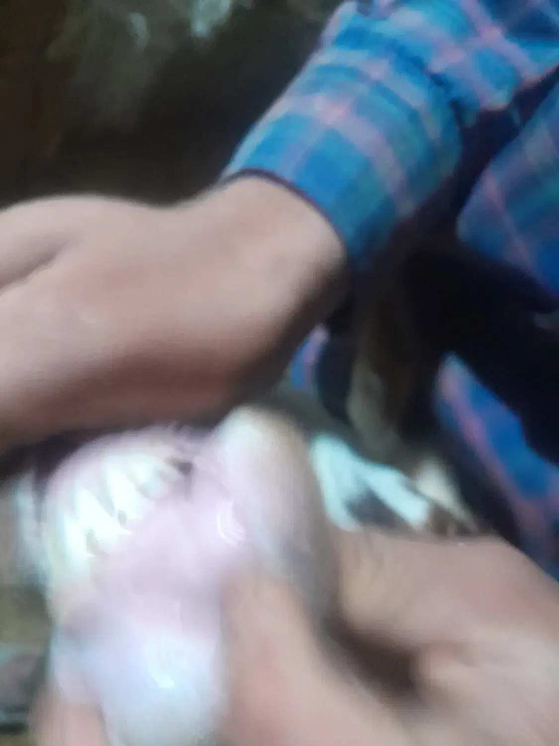 ۱۶راس میش|حیوانات مزرعه|کرمانشاه, |دیوار