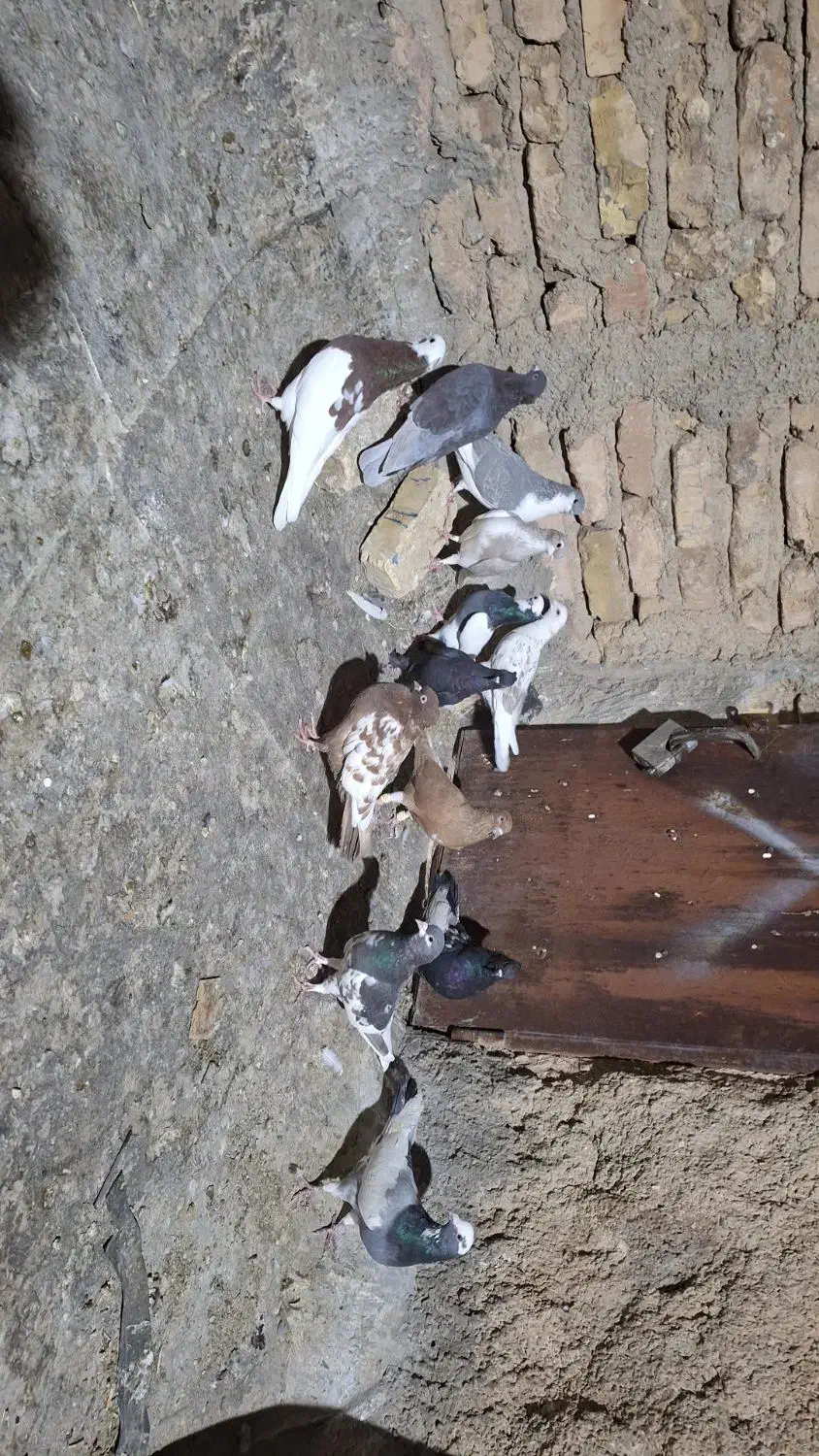 کفتر بهبونی پلاکی قاطی|پرنده|شیراز, شهرک کوشکک|دیوار