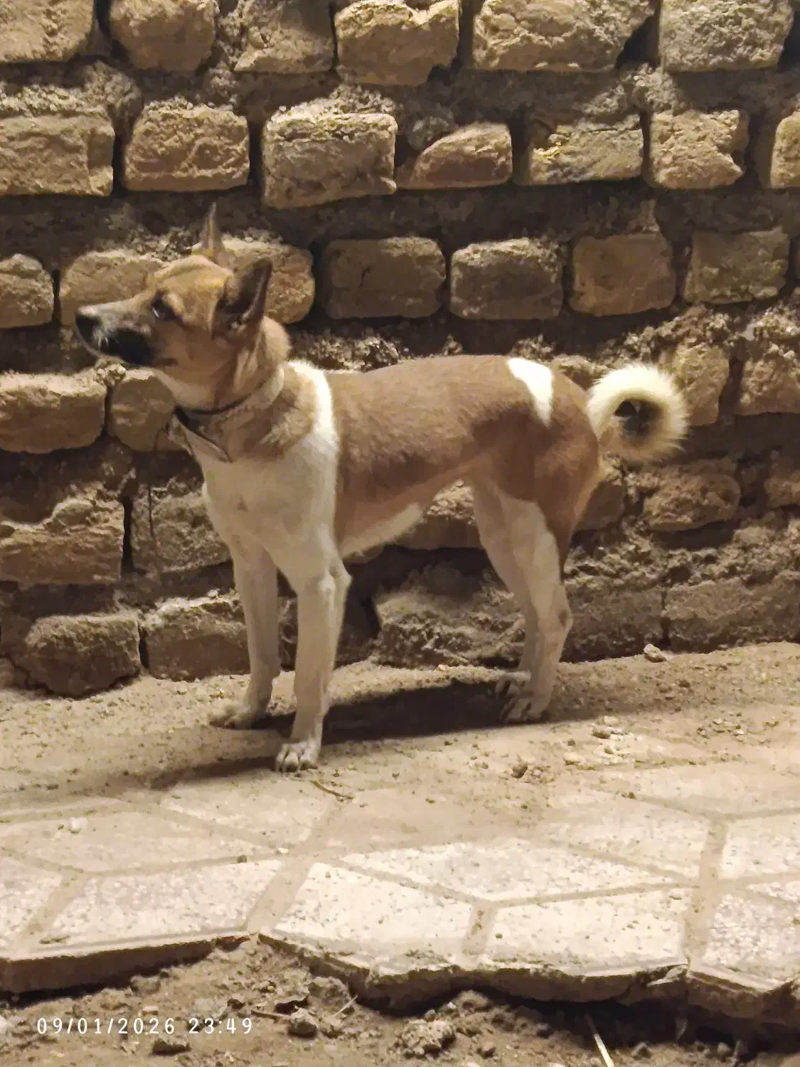 سگ پاپی|سگ|تایباد, |دیوار