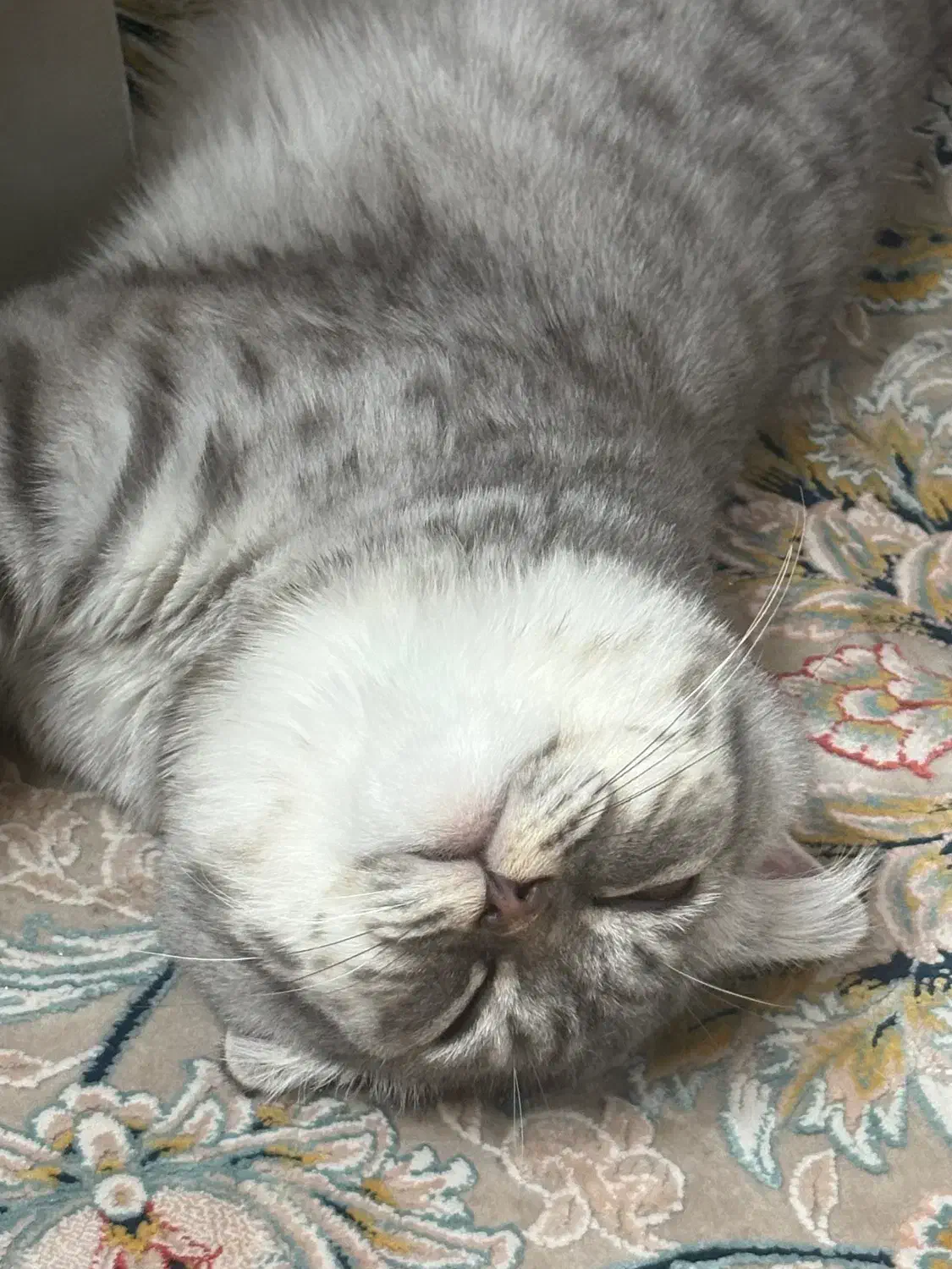 واگذاری بریتیش ۶ ماهه|گربه|ایرانشهر, |دیوار