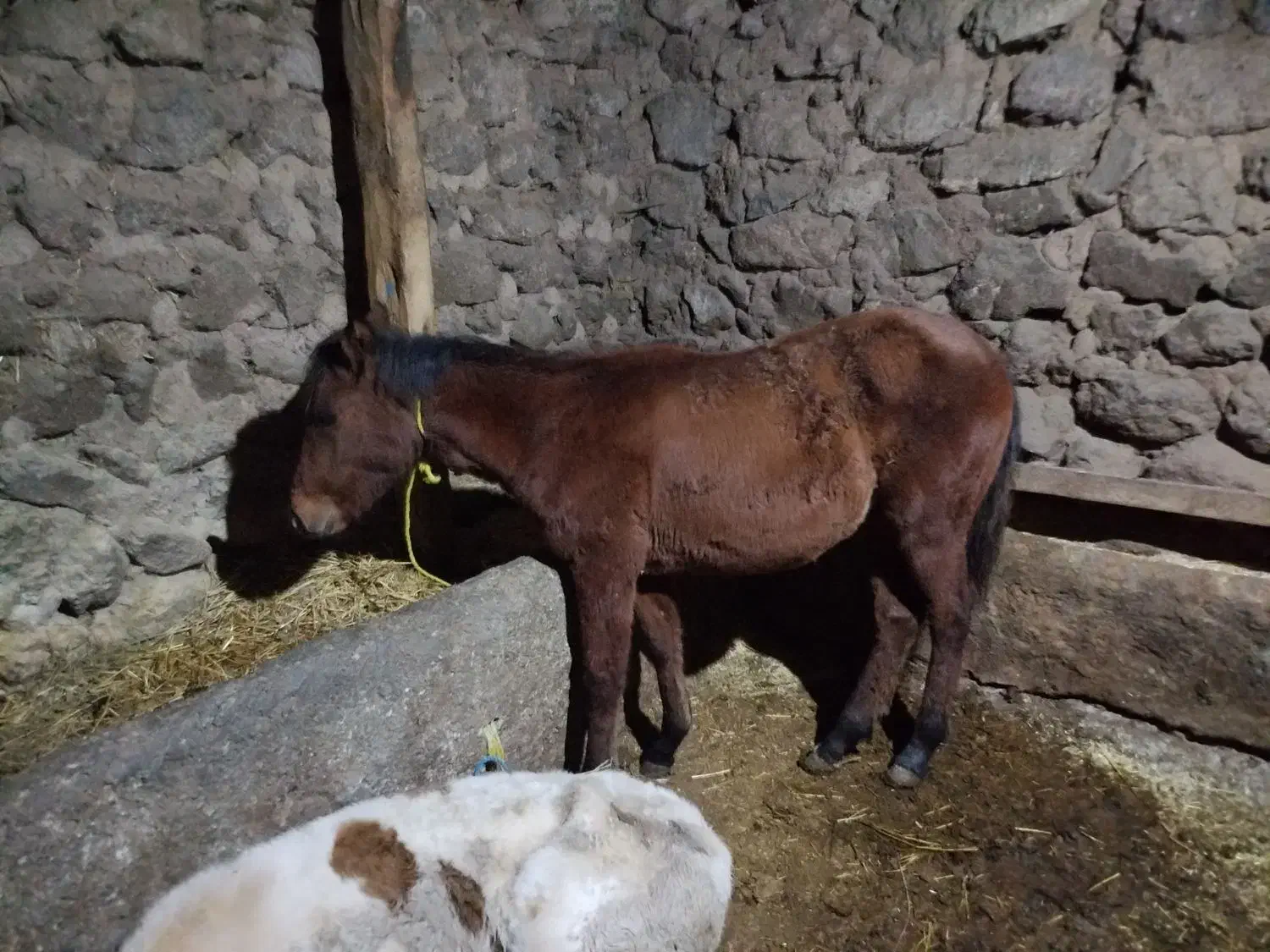 باسلام اسب شش ماهه|حیوانات مزرعه|سراب, |دیوار