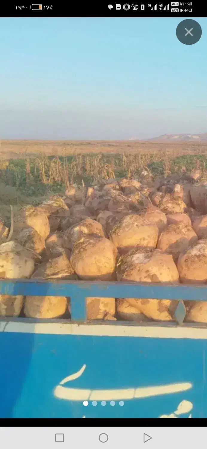 چغندرقند درجه یک|لوازم جانبی حیوانات|گناباد, |دیوار