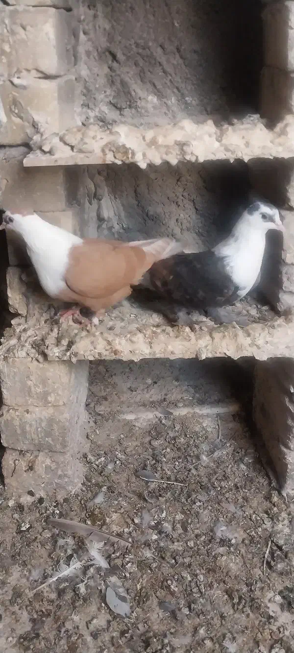 کبوتر مخمل|پرنده|برازجان, |دیوار