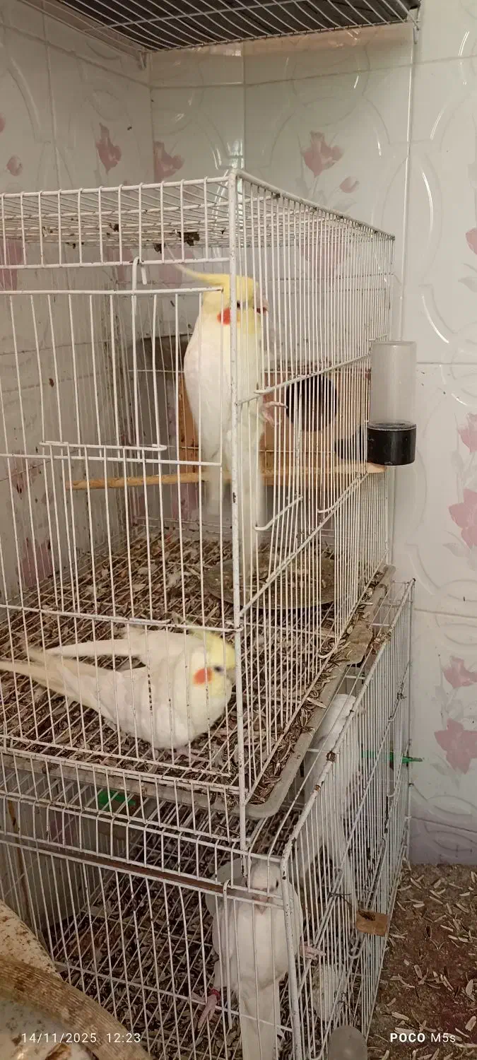 دو جفت عروس هلندی کار داده|پرنده|مشهد, قائم|دیوار