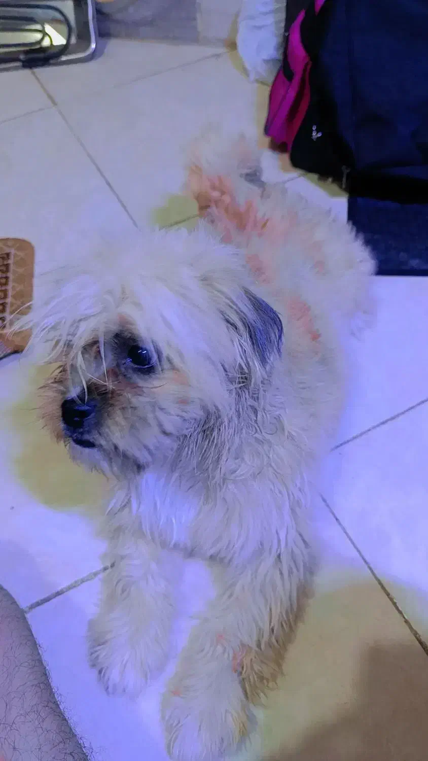 پت خونگی|سگ|مشهد, حیدرآباد|دیوار