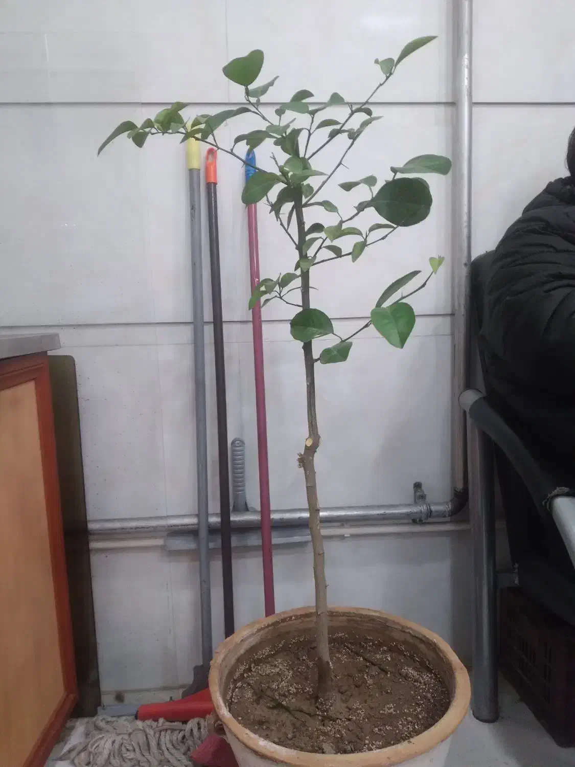 گلسرای پیچک|گل و گیاه طبیعی|خوی, |دیوار