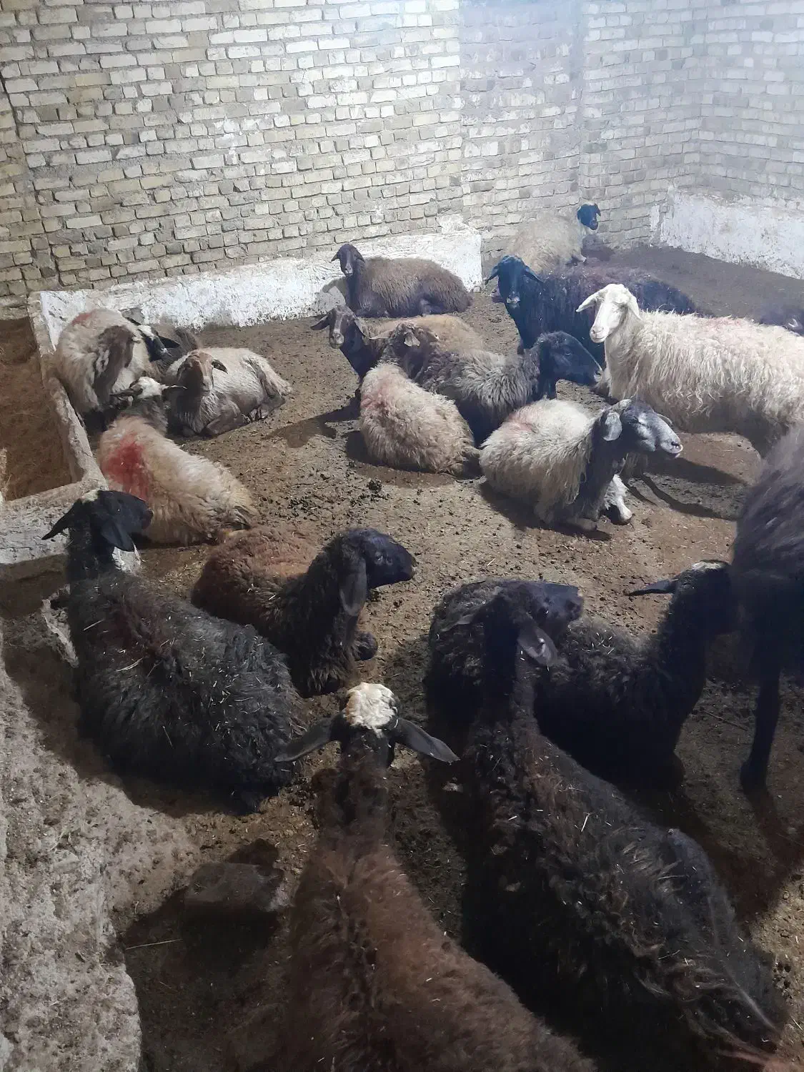 میش بره ۱۱عدد ۷ تا نزاییدن|حیوانات مزرعه|سلطانیه, |دیوار