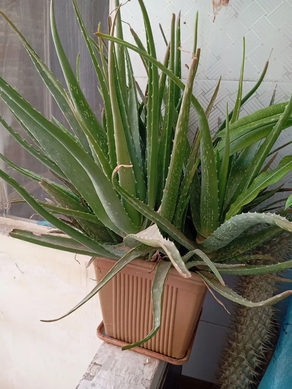 نخل ماداگاسکار|گل و گیاه طبیعی|مشکین‌دشت, |دیوار