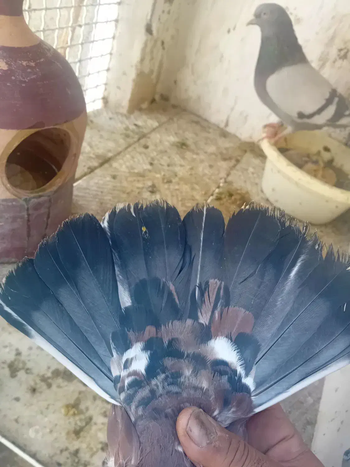 کفتره گرو|حیوانات|قم, شاه ابراهیم|دیوار