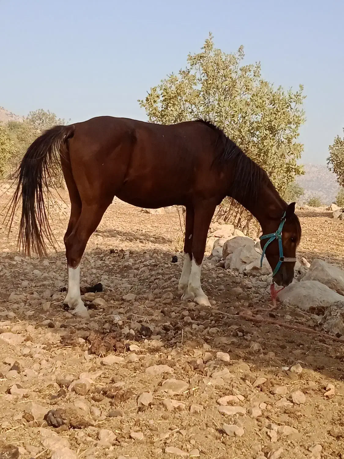 اسب پر خون آگهی به دقت بخون|اسب و تجهیزات اسب‌سواری|خرم‌آباد, |دیوار