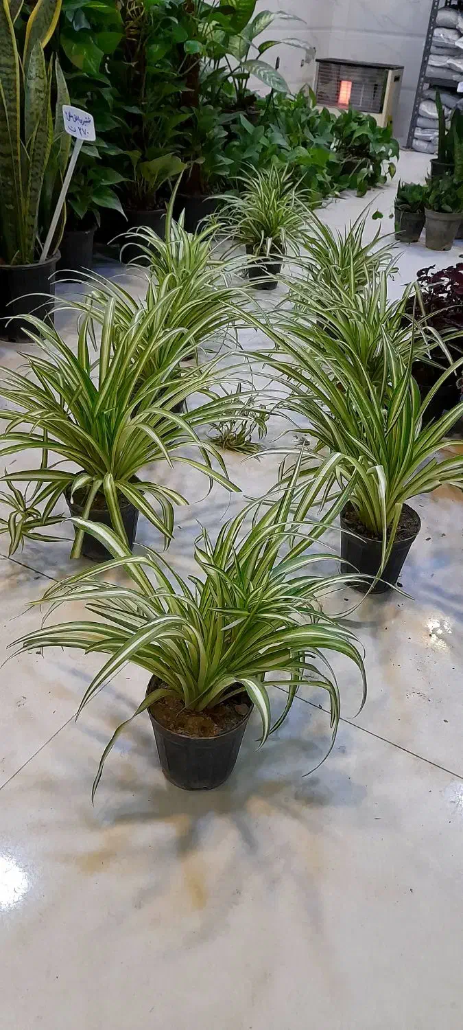 گل گندمی گلدان 14|گل و گیاه طبیعی|قم, نیروگاه|دیوار