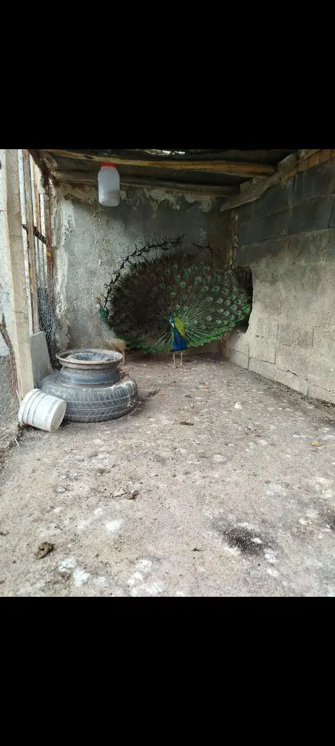 طاووس|پرنده|سیلاخور, |دیوار