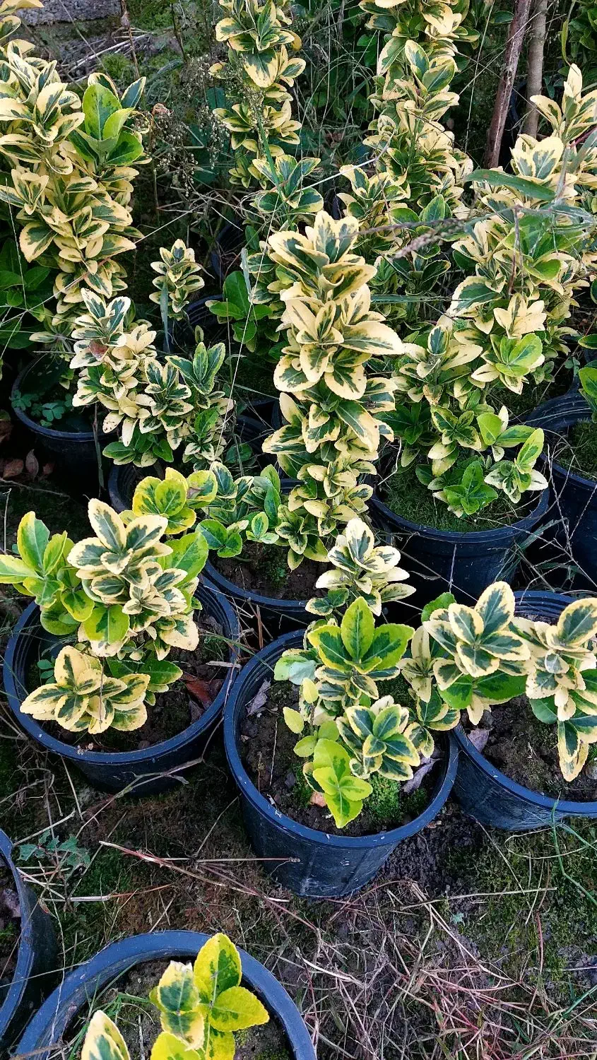 شمشاد|حراج|کلاچای, |دیوار