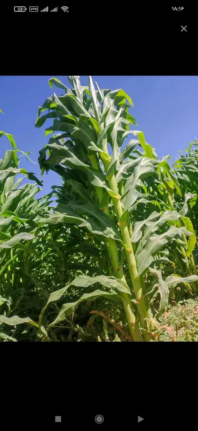 ذرت دامی بیشتر۲۰تن|لوازم جانبی حیوانات|سجاس رود, |دیوار