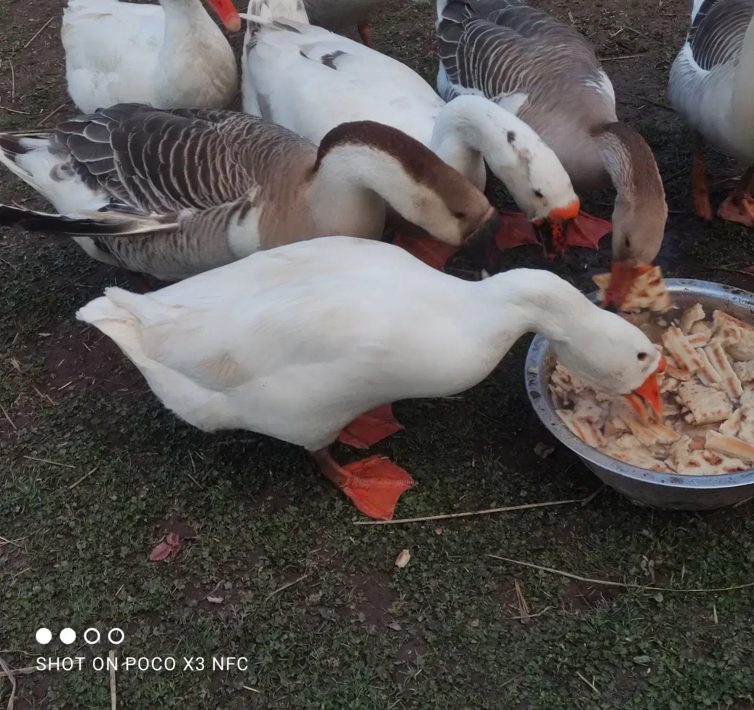 قوغاز|حیوانات مزرعه|فومن, |دیوار