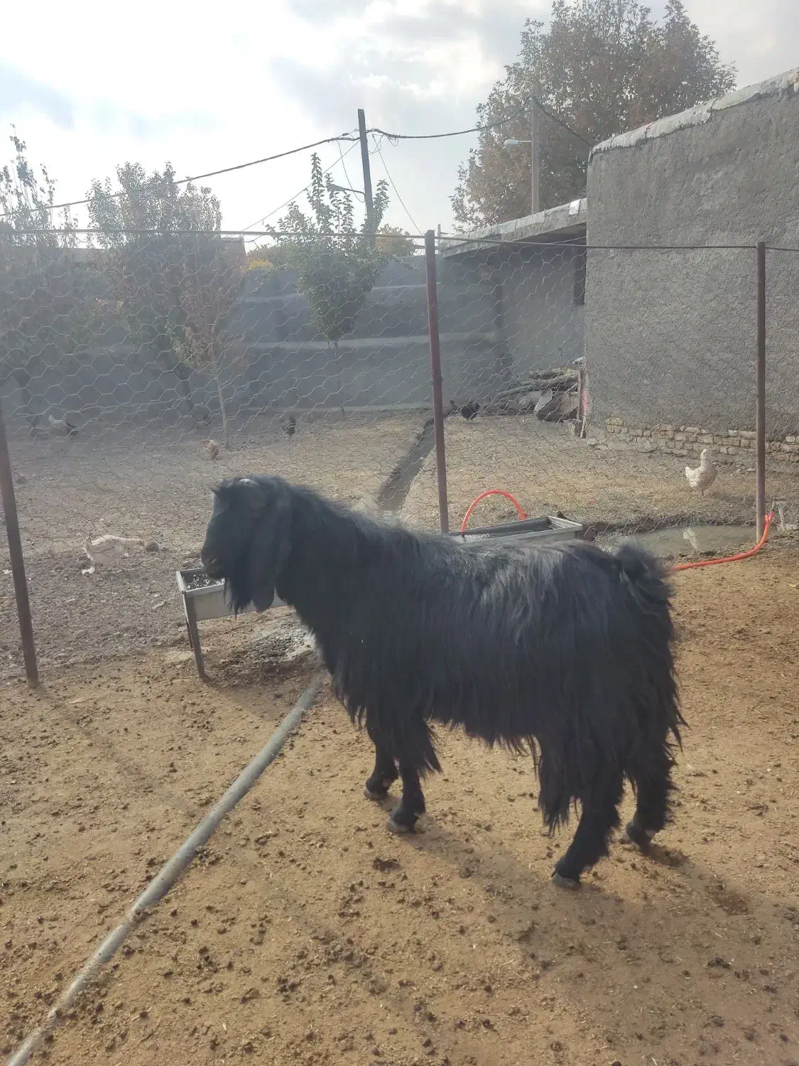 حیوانات|حیوانات مزرعه|بیستون, |دیوار