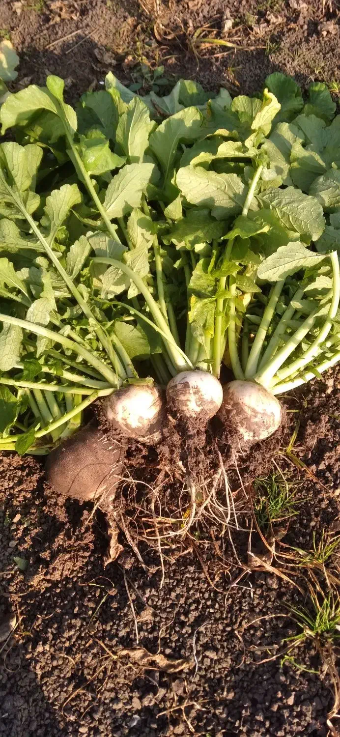 حراج|حراج|تالش, هشتپر|دیوار