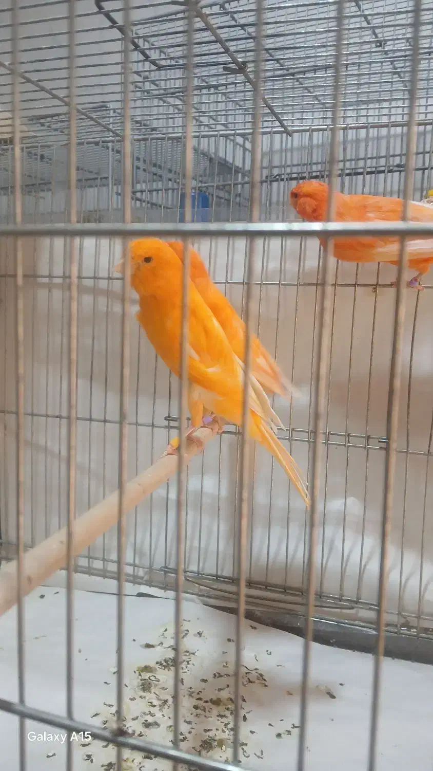 تعدادی نر بلند سوپر تنه دار|پرنده|تهران, دانشگاه شریف|دیوار