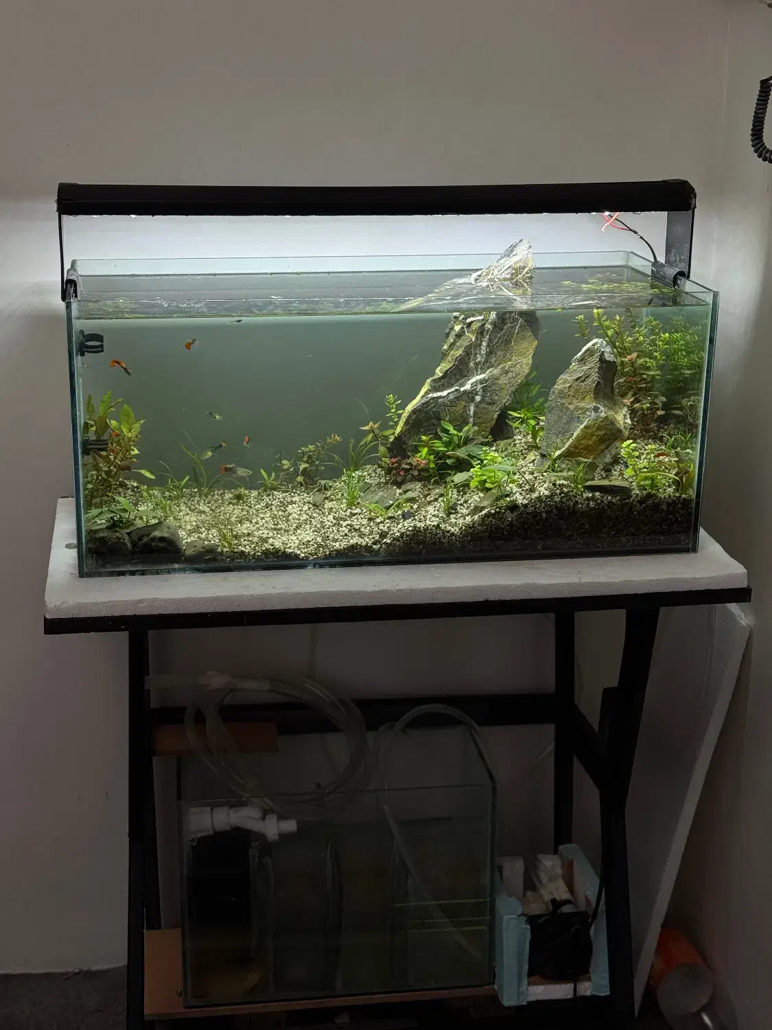 اکواریوم پلنت گیاهی|ماهی|تبریز, |دیوار