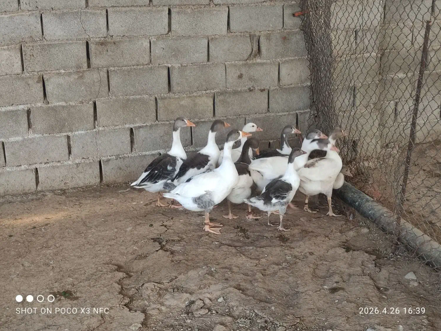 غاز|حیوانات مزرعه|خرم‌آباد, |دیوار