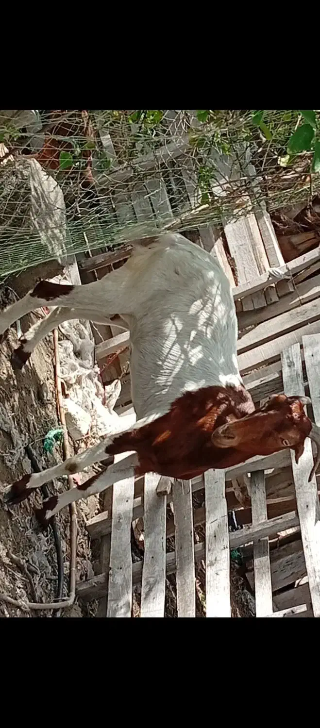 بزدوکهری|حیوانات مزرعه|میناب, |دیوار