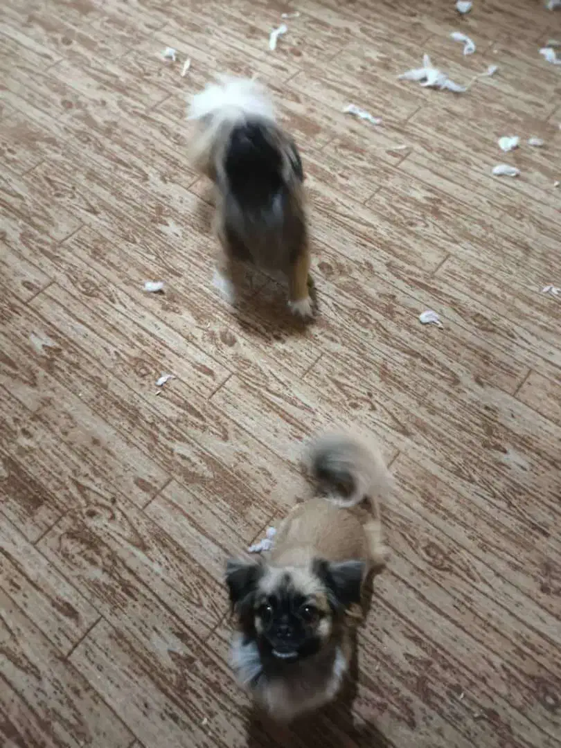 پنج عدد توله کمیاب پیکینز نر و ماده|سگ|اهواز, کیانپارس |دیوار