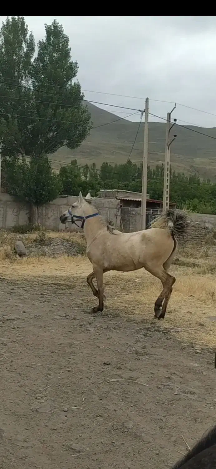 مادیان|اسب و تجهیزات اسب‌سواری|مشگین شهر, |دیوار