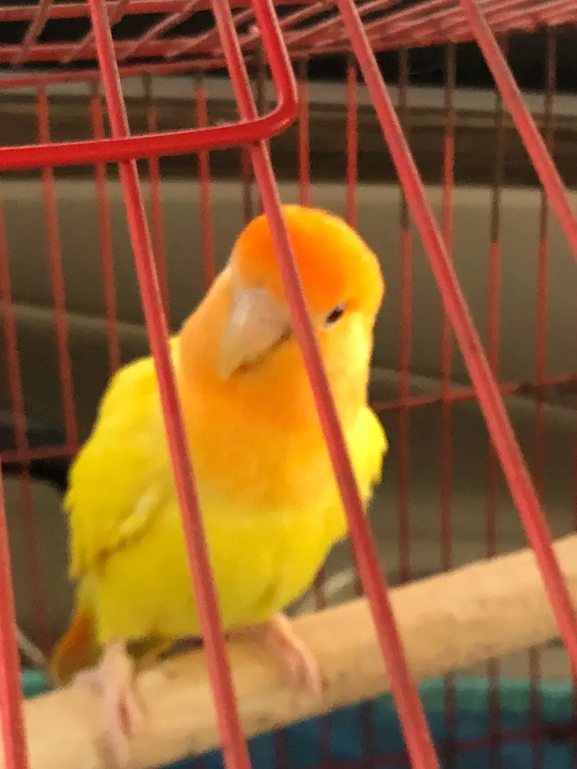 کوتوله برزیلی|پرنده|قشم, |دیوار