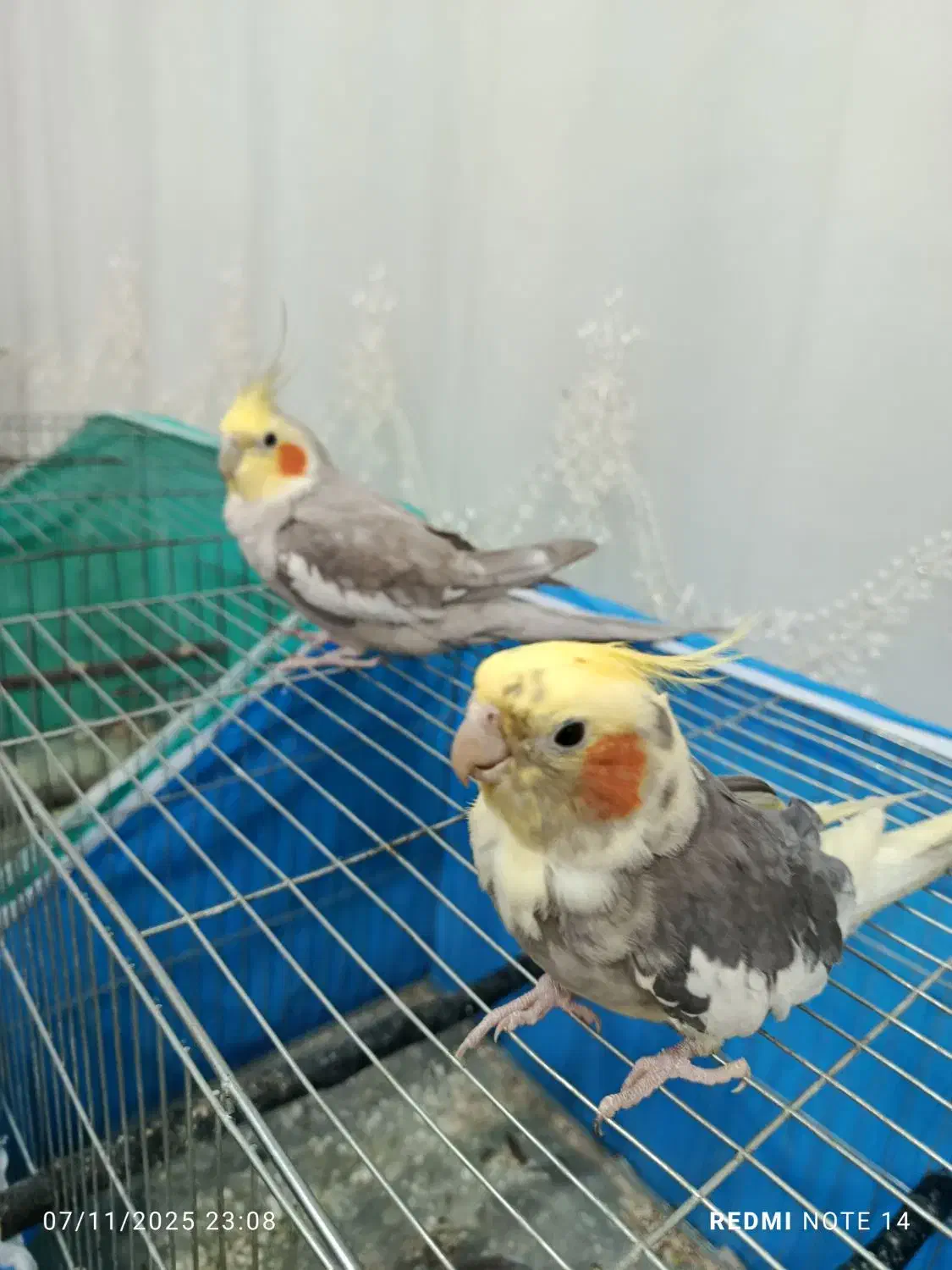 عروس هلندی|پرنده|نقده, |دیوار