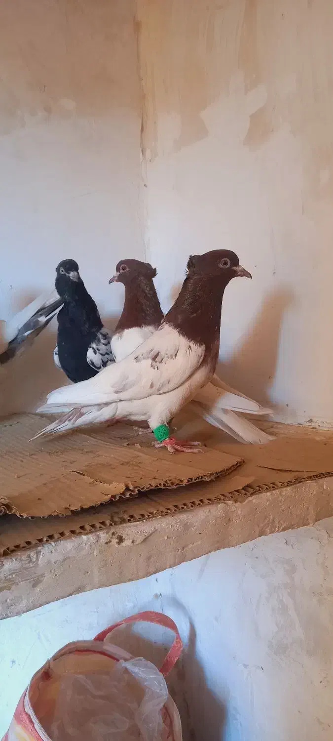 چهارتا ماده رنگه هوایی|پرنده|فرح دشت, |دیوار