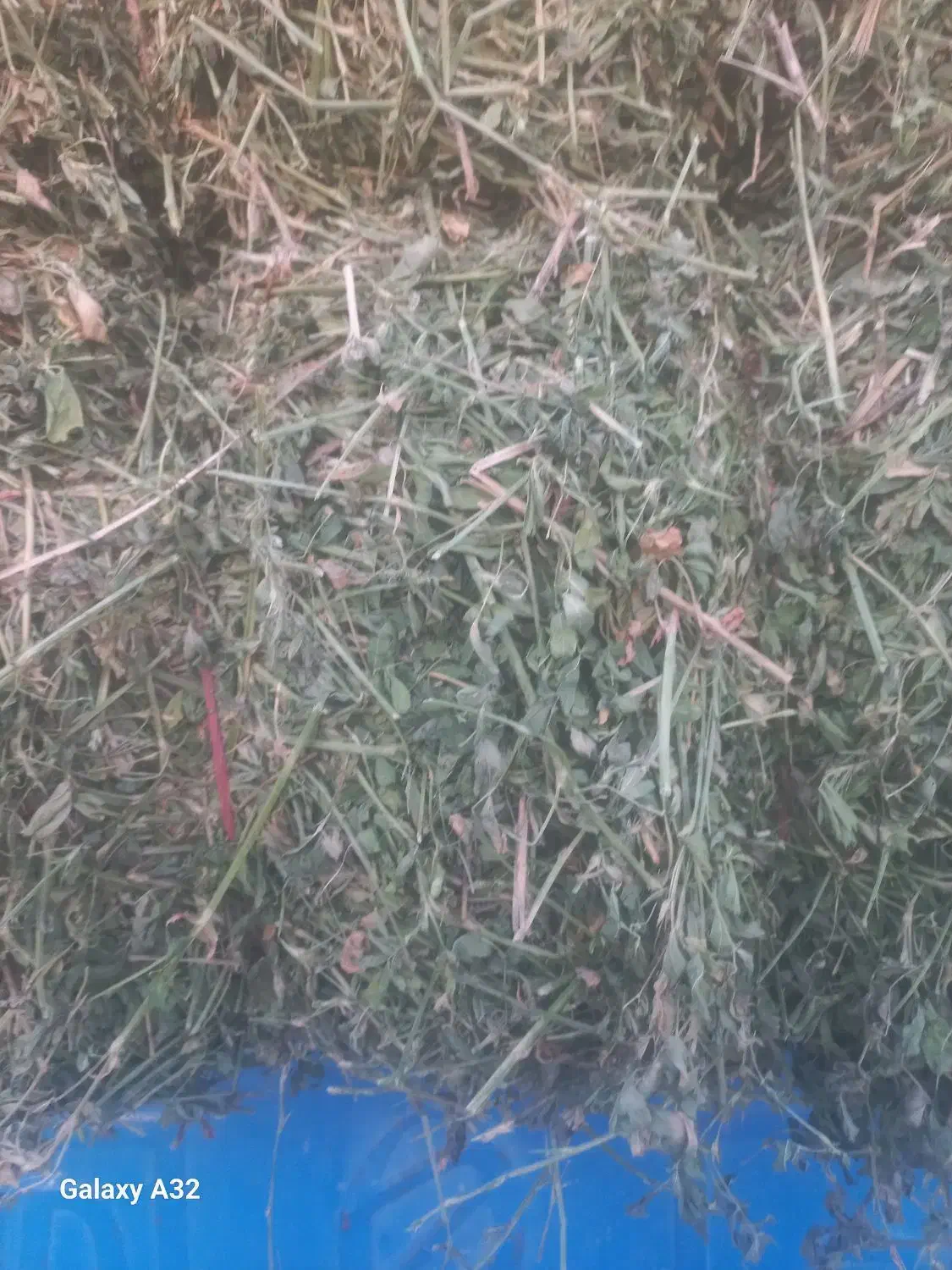 یونجه پرگل|لوازم جانبی حیوانات|نظر کهریزی, |دیوار